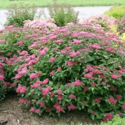 Double Play® Red Spirea 13 Double Play® Red Spirea -Plant Series Spiraea Double Play Red 5 P sw