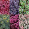 Succulent Ground Cover Collection -Plant Series Succulent Ground Cover Collection