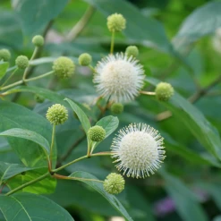Sugar Shack® Buttonbush 8 Sugar Shack® Buttonbush -Plant Series SugarShackFlowers
