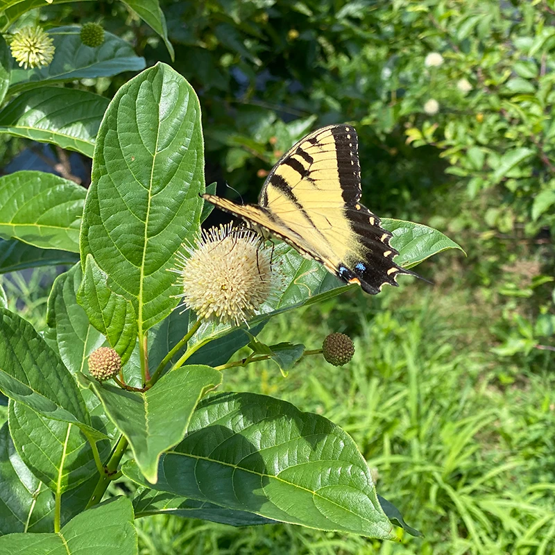 Sugar Shack® Buttonbush 6 Sugar Shack® Buttonbush - Image 4