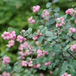 Proud Berry® Coralberry -Plant Series Symphoricarpos Proud Berry 2