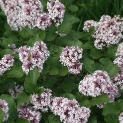 Baby Kim® Lilac -Plant Series Syringa Baby Kim 2 b4a0cb82 b18c 405c 8b2c 705bc2c31a7b sw