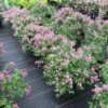 Bloomerang® Dwarf Purple Reblooming Lilac -Plant Series Syringa Bloomerang Dwarf Purple 1 P 1770bb18 3ed6 4dc6 ac15 74401aaa7d29 sw