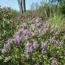 Scentara® Double Blue Lilac 7 Scentara® Double Blue Lilac -Plant Series Syringa Scentara Double Blue 2 P