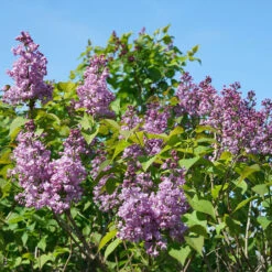 Scentara® Double Blue Lilac 8 Scentara® Double Blue Lilac -Plant Series Syringa Scentara Double Blue 3 P