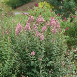 Bloomerang Ballet™ Lilac -Plant Series SyringaBloomerangBalletDSC09297 800x800 17c1303