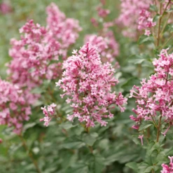 Bloomerang Ballet™ Lilac