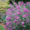 Bloomerang® Dark Purple Reblooming Lilac