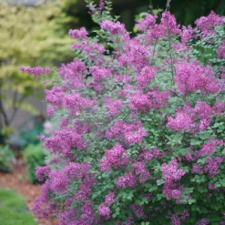 BloomerangĀ® Dark Purple Reblooming Lilac