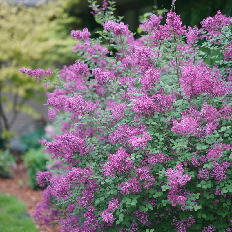 Bloomerang® Dark Purple Reblooming Lilac 3 Bloomerang® Dark Purple Reblooming Lilac