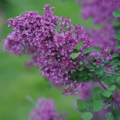 Bloomerang® Dark Purple Reblooming Lilac 11 Bloomerang® Dark Purple Reblooming Lilac -Plant Series SyringaBloomerangDarkPurpleDSC03180 800x800 64476ad