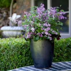 Bloomerang® Dark Purple Reblooming Lilac 12 Bloomerang® Dark Purple Reblooming Lilac -Plant Series SyringaBloomerangDarkPurpleIMG 8948 800x800 b73a99c