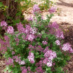 Bloomerang® Purpink™ Lilac -Plant Series SyringaBloomerangPurpinkP1162690 1080x1080 307228c 620d74b8 455b 458c 8976 ec393ba1fca6
