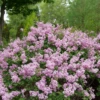 Bloomerang® Purpink™ Lilac 1 Bloomerang® Purpink™ Lilac -Plant Series SyringaBloomerangPurpinkP1173772 1080x1080 ed94ba8 cca9387b 5e2b 41e4 814c c54afbfabe46
