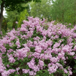 Bloomerang® Purpink™ Lilac