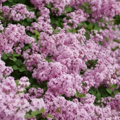 Bloomerang® Purpink™ Lilac -Plant Series SyringaBloomerangPurpinkP1173775 1080x1080 2bc730b 8740d8cd fcf7 4039 8c7c dec9ed16072e