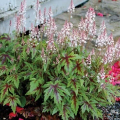 'Sugar & Spice' Foamflower -Plant Series TIASS1Q 1