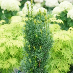 Stonehenge Skinny® Yew 9 Stonehenge Skinny® Yew -Plant Series TaxusStonehengeSkinnyDSC00077 800x800 01d2072