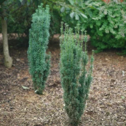 Stonehenge Skinny® Yew 8 Stonehenge Skinny® Yew -Plant Series TaxusStonehengeSkinnyDSC03289 800x800 f049494