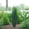 Stonehenge Skinny® Yew 2 Stonehenge Skinny® Yew -Plant Series TaxusStonehengeSkinnyDSC08390 800x800 e03bd93