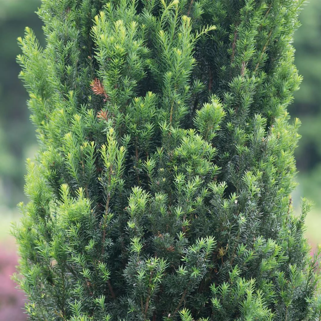 Stonehenge® Yew 4 Stonehenge® Yew - Image 2