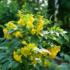 Chicklet™ Gold Trumpet Bush -Plant Series TecomaChickletGoldP1072176 800x800 ee6a705