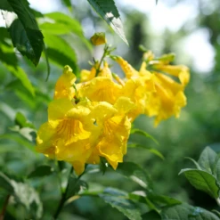 Chicklet™ Gold Trumpet Bush -Plant Series TecomaChickletGoldP1072192 800x800 34f7f6b