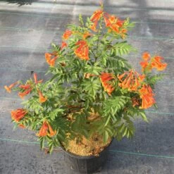 Chicklet™ Orange Trumpet Bush 8 Chicklet™ Orange Trumpet Bush -Plant Series TecomaChickletOrangeIMG 2118