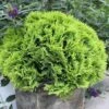 Anna's Magic Ball® Arborvitae -Plant Series Thuja Annas Magic Ball 1 P 46429b42 01c2 44e2 8bda f0a54b055e98 sw