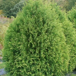 Cheer Drops™ Arborvitae 7 Cheer Drops™ Arborvitae -Plant Series ThujaCheerDropsDSC03228LR sw