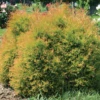 Fire Chief™ Arborvitae -Plant Series ThujaFireChiefConardPyle1 1000x1000 17cd298