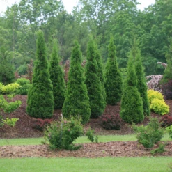 North Pole® Arborvitae 10 North Pole® Arborvitae -Plant Series ThujaNorthPoleIMG 9727 800x800 614acb6