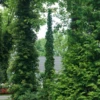 Sting™ Arborvitae -Plant Series ThujaStingDSC00819 800x800 0c5792a