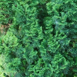 Sting™ Arborvitae -Plant Series ThujaStingDSC07111 800x800 2aed5b9