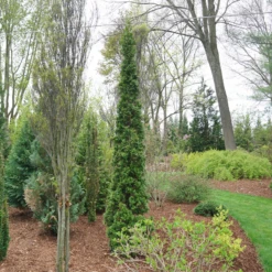 Sting™ Arborvitae -Plant Series ThujaStingDSC08025 800x800 53ffe22