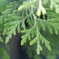 Full Speed A Hedge® 'American Pillar' Arborvitae 13 Full Speed A Hedge® 'American Pillar' Arborvitae -Plant Series Thuja American Pillar 10 P sw