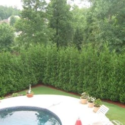 Full Speed A Hedge® 'American Pillar' Arborvitae 10 Full Speed A Hedge® 'American Pillar' Arborvitae -Plant Series Thuja American Pillar 3 sw