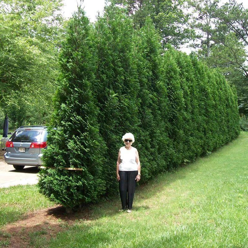 Full Speed A Hedge® 'American Pillar' Arborvitae 3 Full Speed A Hedge® 'American Pillar' Arborvitae