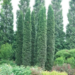 Full Speed A Hedge® 'Thin Man' Arborvitae 6 Full Speed A Hedge® 'Thin Man' Arborvitae -Plant Series ThujaoccidentalisThinManDSC06674 800x800 ef93a70