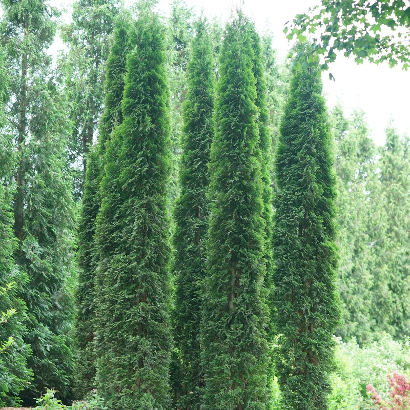 Full Speed A Hedge® 'Thin Man' Arborvitae 3 Full Speed A Hedge® 'Thin Man' Arborvitae