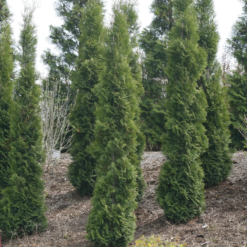 Full Speed A Hedge® 'Thin Man' Arborvitae 5 Full Speed A Hedge® 'Thin Man' Arborvitae - Image 3