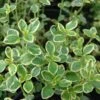 Lemon Thyme -Plant Series Thymus citriodorus P sw