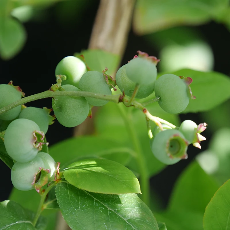 'Chandler' Blueberry 4 'Chandler' Blueberry - Image 2