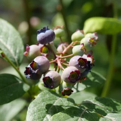 'Spartan' Blueberry 5 'Spartan' Blueberry -Plant Series Vaccinium Spartan P1060672