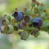 'Spartan' Blueberry -Plant Series Vaccinium Spartan P1060674