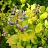 Sky Dew™ Gold Vaccinium -Plant Series VacciniumSkyDewGold3 800x800 8c93af6