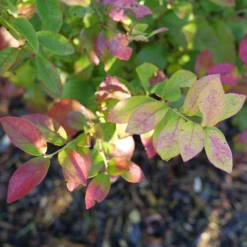 Sky Dew™ Gold Vaccinium -Plant Series VacciniumSkyDewGoldP1106254 800x800 75523be