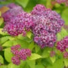 Double Play® Dolly™ Spirea
