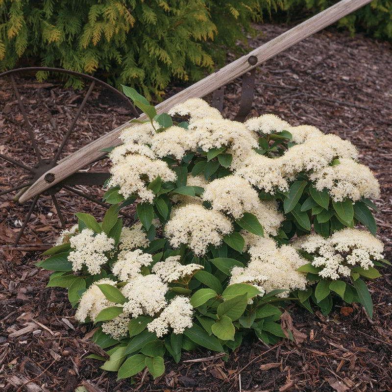 Lil Ditty® Dwarf Viburnum 3 Lil Ditty® Dwarf Viburnum