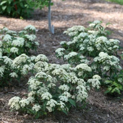 Lil Ditty® Dwarf Viburnum 8 Lil Ditty® Dwarf Viburnum -Plant Series Viburnum Lil Ditty 3 P
